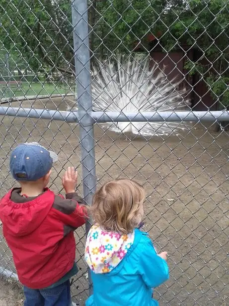 kids-free-animal-farm