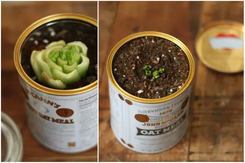 Planting Celery Indoors from the root of a previously used celery.