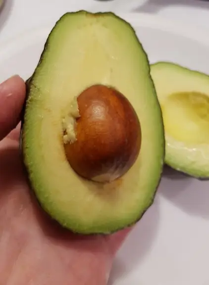 ripe avocado cut in halfripe avocado cut in half