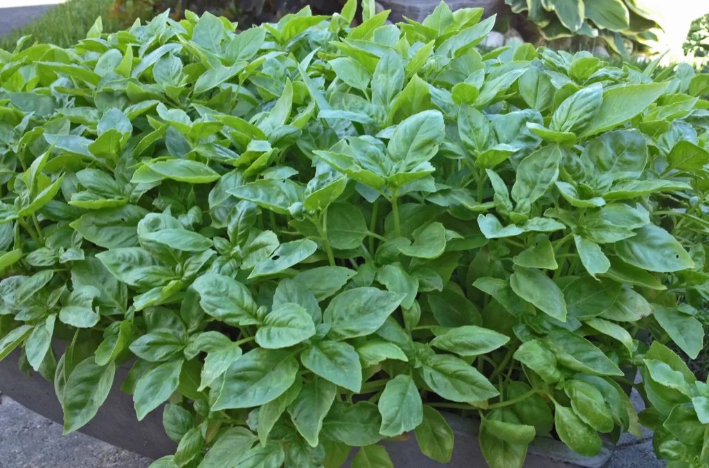 Basil July 17