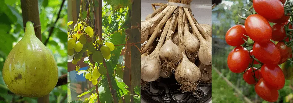 Fall Vegetables and Fruits harvest