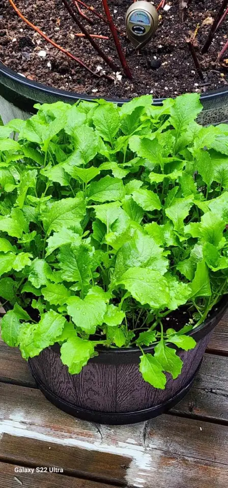 organic rapini from garden