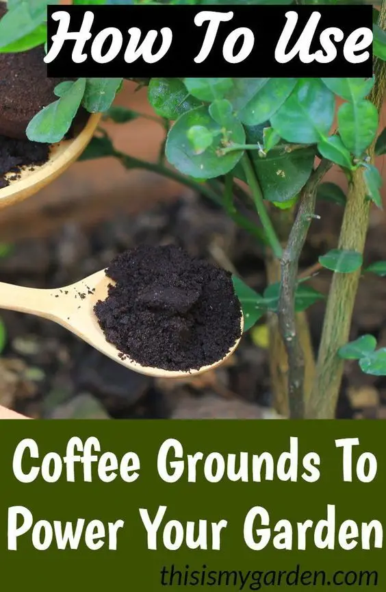 how-to-use-coffee-grounds-to-power-your-garden