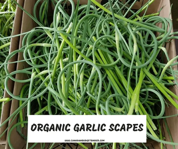 garlic scapes