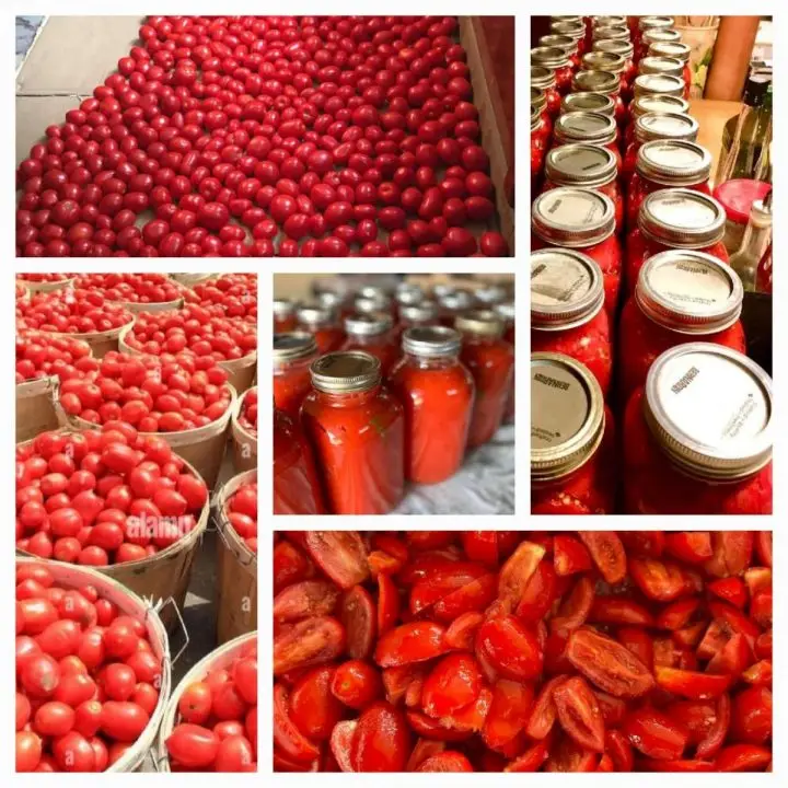 Processing Roma Tomatoes To Make Italian Sauce
