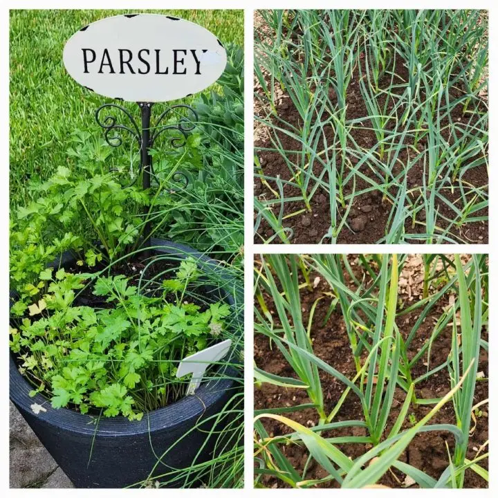 Garlic at community garden and fresh parsley