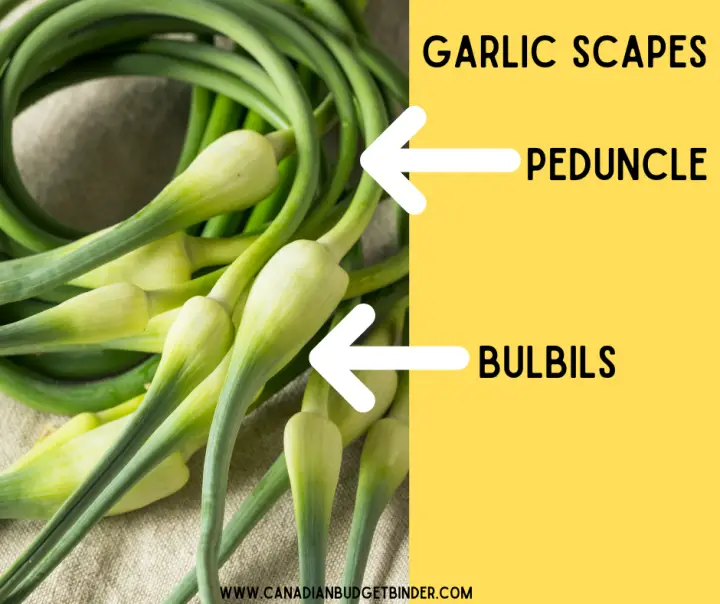 Parts of a garlic scape diagram photo